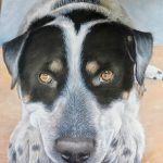pet-fb